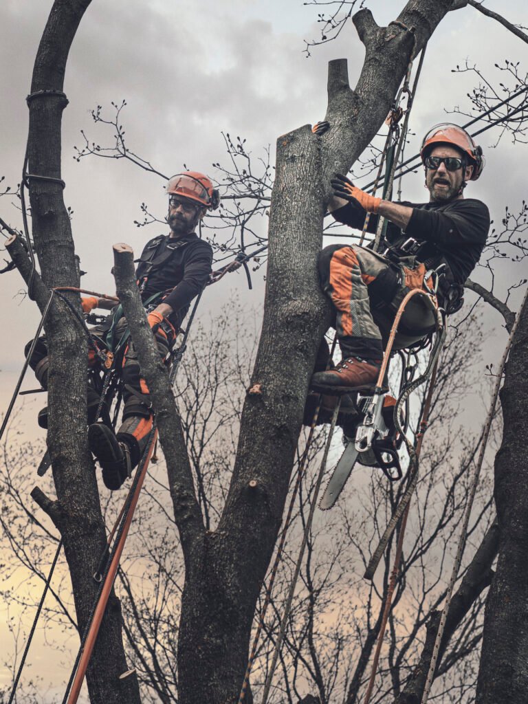 Baumpflege Team Mülheim Über Uns