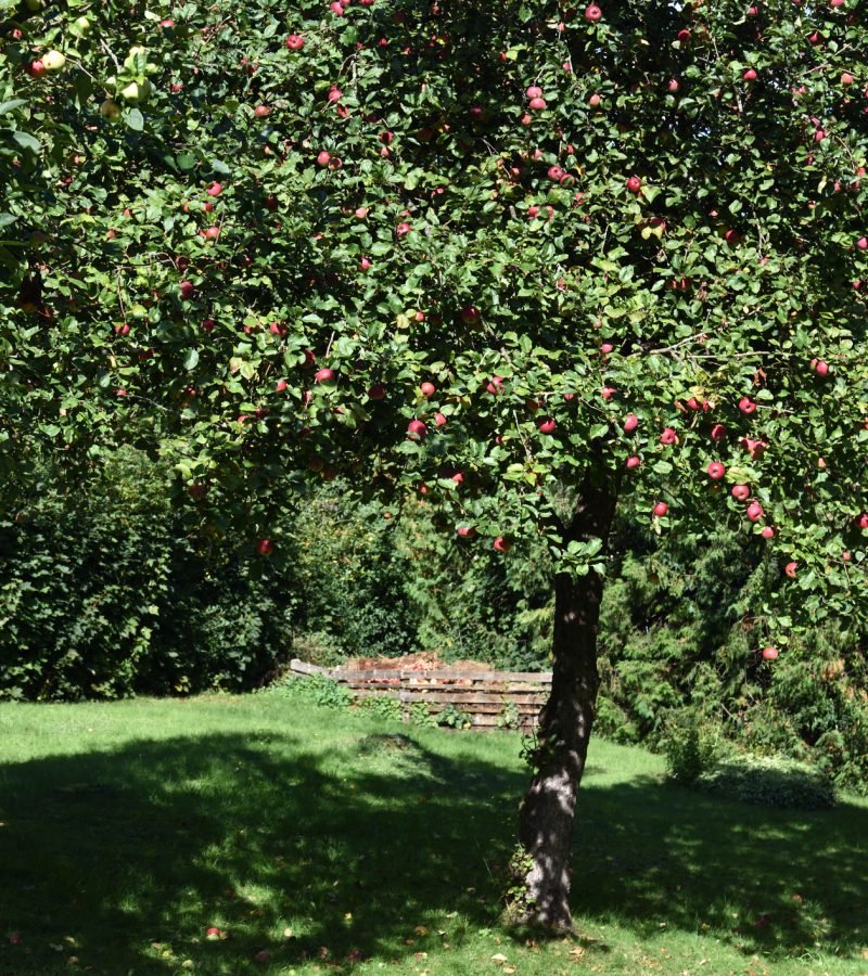 Obstbaumschnitt Baumpflege Mülheim